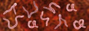 ベトナムのお腹の虫（寄生虫）について